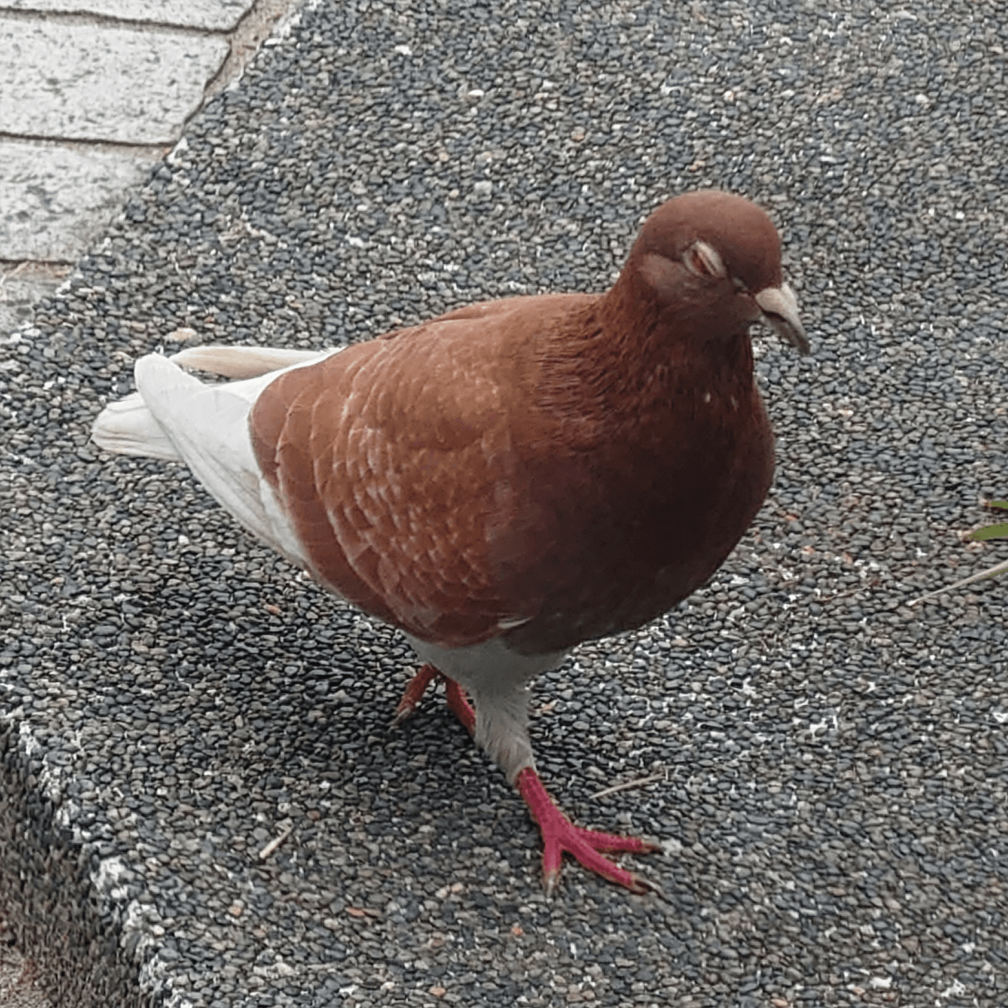 Chu-taのアイコン